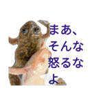 ごんちゃんファミリー（個別スタンプ：8）