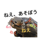 ごんちゃんファミリー（個別スタンプ：12）