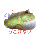 ごんちゃんファミリー（個別スタンプ：13）