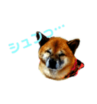 銀太郎（個別スタンプ：9）