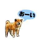 銀太郎（個別スタンプ：24）