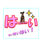 ミニピン頻出ワード（個別スタンプ：1）