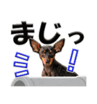ミニピン頻出ワード（個別スタンプ：2）