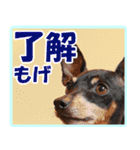 ミニピン頻出ワード（個別スタンプ：9）