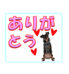 ミニピン頻出ワード（個別スタンプ：16）