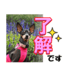 ミニピン頻出ワード（個別スタンプ：24）