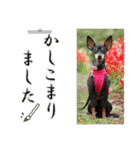 ミニピン頻出ワード（個別スタンプ：25）