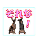 ミニピン頻出ワード（個別スタンプ：34）