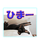 ミニピン頻出ワード（個別スタンプ：38）