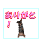ミニピン頻出ワード（個別スタンプ：39）