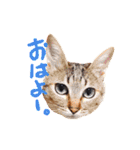 はるはな。（個別スタンプ：1）