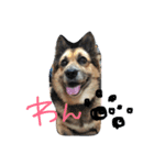 おいぬのすたんぷ（個別スタンプ：1）