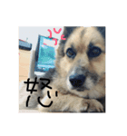 おいぬのすたんぷ（個別スタンプ：3）