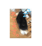 おいぬのすたんぷ（個別スタンプ：6）