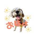 愛犬soraくん（個別スタンプ：1）