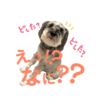 愛犬soraくん（個別スタンプ：3）