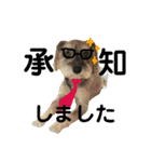 愛犬soraくん（個別スタンプ：4）