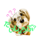 愛犬soraくん（個別スタンプ：6）