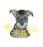 愛犬soraくん（個別スタンプ：8）