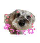 愛犬soraくん（個別スタンプ：10）