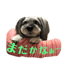 愛犬soraくん（個別スタンプ：11）