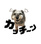 愛犬soraくん（個別スタンプ：15）