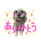 愛犬soraくん（個別スタンプ：16）