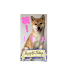 1月誕生日！柴バージョン！（個別スタンプ：1）