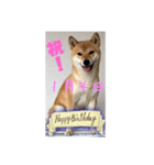 1月誕生日！柴バージョン！（個別スタンプ：4）