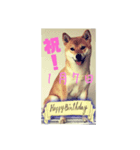 1月誕生日！柴バージョン！（個別スタンプ：7）