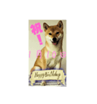 1月誕生日！柴バージョン！（個別スタンプ：10）