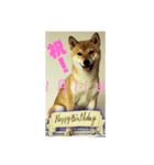 1月誕生日！柴バージョン！（個別スタンプ：11）