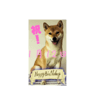 1月誕生日！柴バージョン！（個別スタンプ：12）