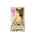 1月誕生日！柴バージョン！（個別スタンプ：15）