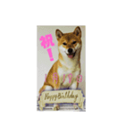 1月誕生日！柴バージョン！（個別スタンプ：18）