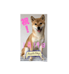 1月誕生日！柴バージョン！（個別スタンプ：19）