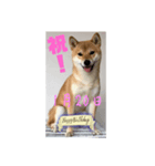 1月誕生日！柴バージョン！（個別スタンプ：20）