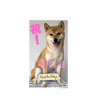1月誕生日！柴バージョン！（個別スタンプ：21）