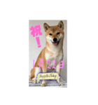 1月誕生日！柴バージョン！（個別スタンプ：22）