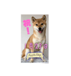 1月誕生日！柴バージョン！（個別スタンプ：23）