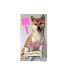 1月誕生日！柴バージョン！（個別スタンプ：24）