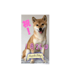 1月誕生日！柴バージョン！（個別スタンプ：26）