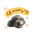 わんこティちゃん（個別スタンプ：5）