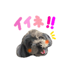わんこティちゃん（個別スタンプ：9）