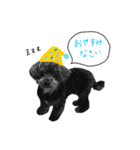 わんこティちゃん（個別スタンプ：12）