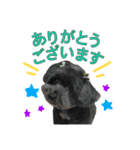 わんこティちゃん（個別スタンプ：16）