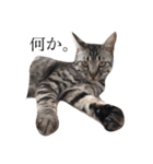 愛猫しっぽのスタンプ（個別スタンプ：1）