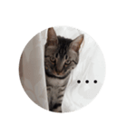 愛猫しっぽのスタンプ（個別スタンプ：3）