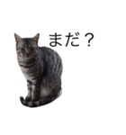 愛猫しっぽのスタンプ（個別スタンプ：5）