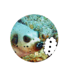 うみやま～その②海の生き物（個別スタンプ：5）